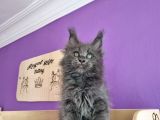 Poly Mainecoon Blue Erkek