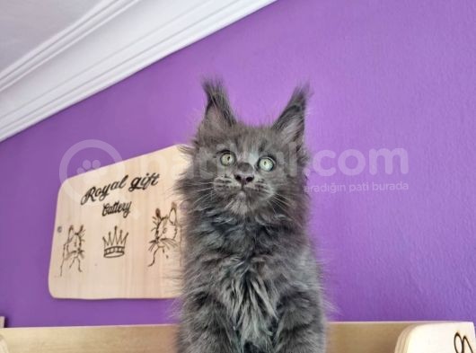 Poly Mainecoon Blue Erkek görsel