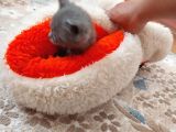 Scottish & Brittish Kediler