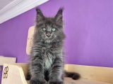 Poly Mainecoon Blue Erkek