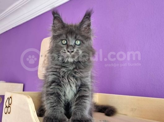 Poly Mainecoon Blue Erkek görsel