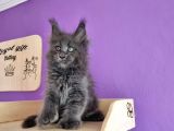 Poly Mainecoon Blue Erkek