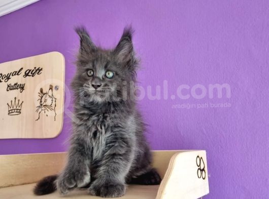 Poly Mainecoon Blue Erkek görsel