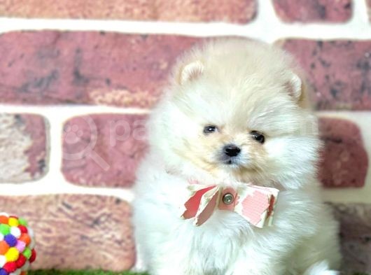 Ayi Surat Pomeranian Boo Bebekler görsel