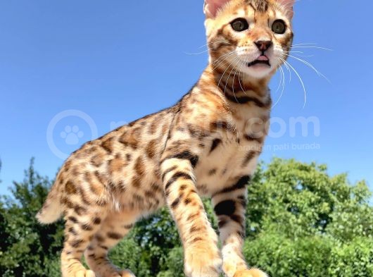 Safkan Bengal Yavrulari görsel
