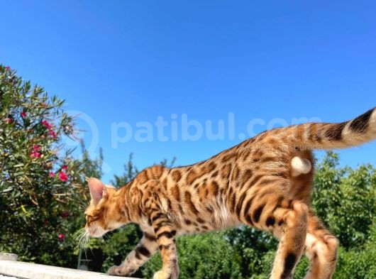 Safkan Bengal Yavrulari görsel