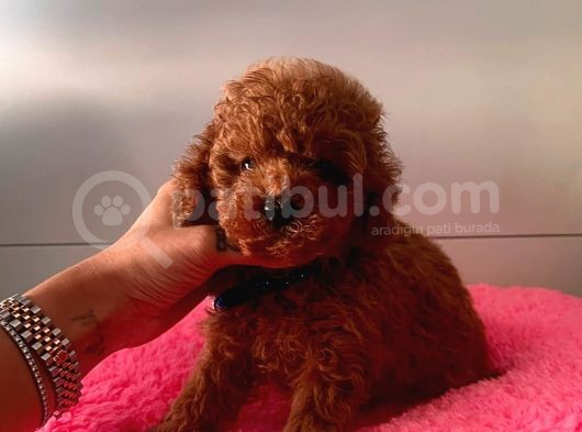 Safkan Toy Poodle Yavrular görsel