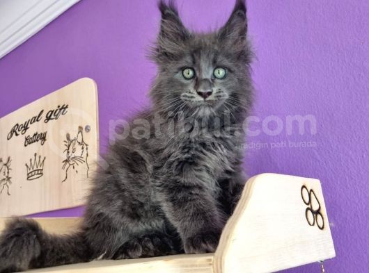 Poly Mainecoon Blue Erkek