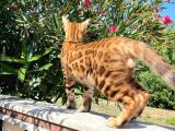 Safkan Bengal Yavrulari
