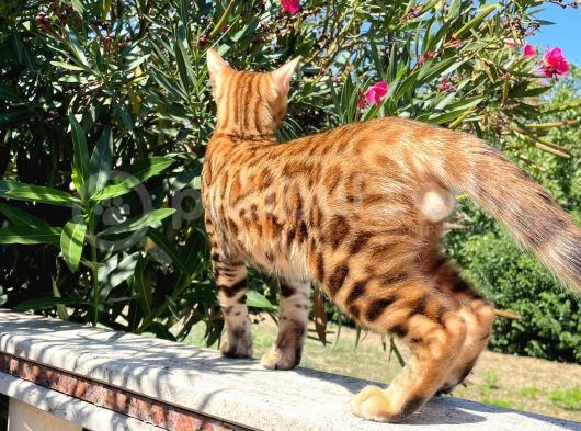 Safkan Bengal Yavrulari görsel