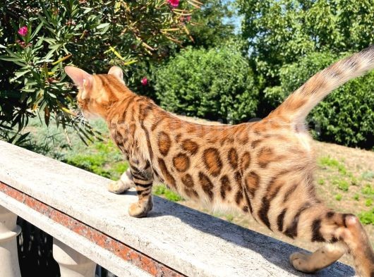 Secereli Bengal Kedileri görsel