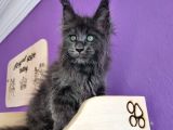 Poly Mainecoon Blue Erkek