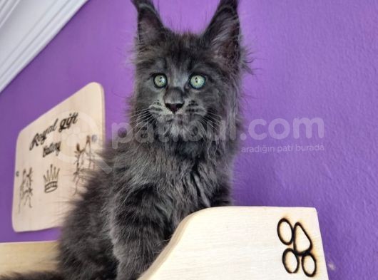 Poly Mainecoon Blue Erkek görsel