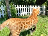 Safkan Bengal Yavrulari
