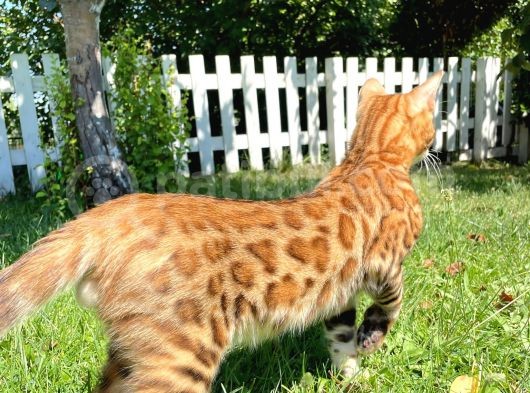 Safkan Bengal Yavrulari