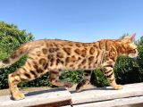 Safkan Bengal Yavrulari