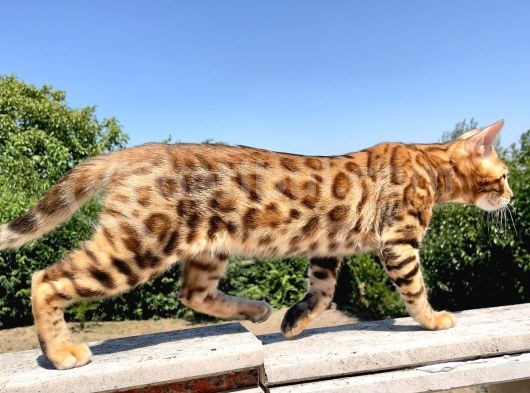 Safkan Bengal Yavrulari görsel