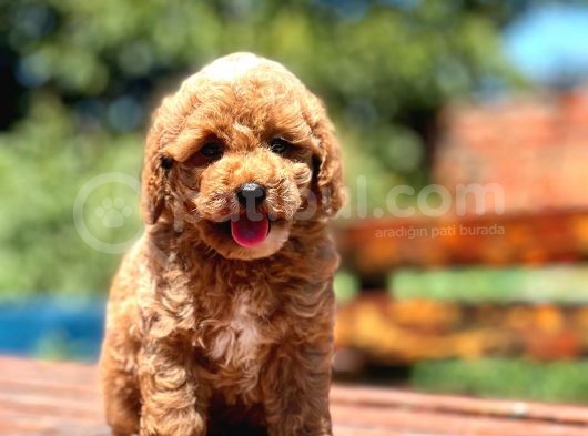 Show Kalite Toy Poodle Bebekler görsel