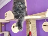 Poly Mainecoon Blue Erkek