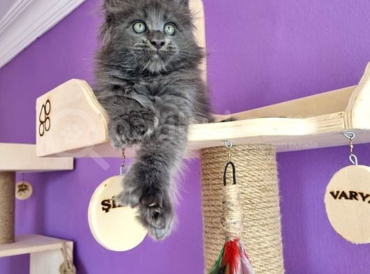 Poly Mainecoon Blue Erkek görsel