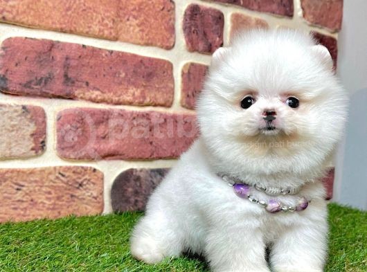Ayi Surat Pomeranian Boo Bebekler görsel