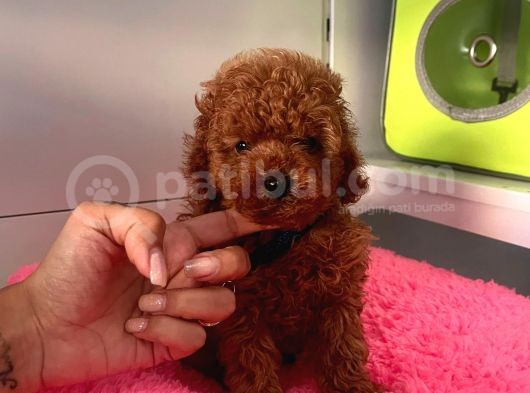 Safkan Toy Poodle Yavrular görsel