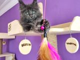 Poly Mainecoon Blue Erkek