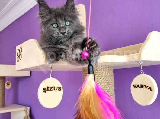 Poly Mainecoon Blue Erkek görsel