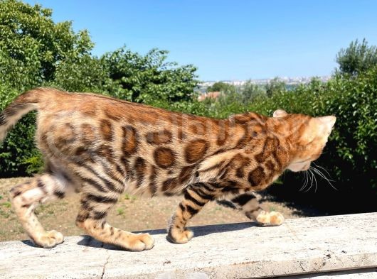 Secereli Bengal Kedileri görsel