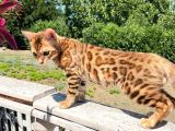 Safkan Bengal Yavrulari