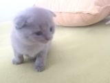 Tatlı Scottish Fold