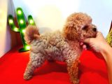 Teddy Bear Erkek Di̇şi̇ Toy Poodle Yavrular