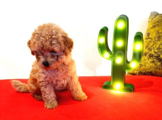 Teddy Bear Erkek Di̇şi̇ Toy Poodle Yavrular görsel