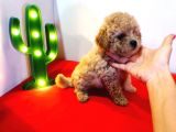 Teddy Bear Erkek Di̇şi̇ Toy Poodle Yavrular