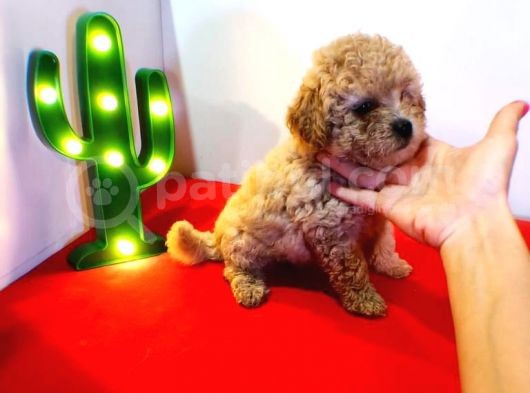 Teddy Bear Erkek Di̇şi̇ Toy Poodle Yavrular