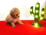 Teddy Bear Erkek Di̇şi̇ Toy Poodle Yavrular