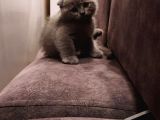 British Shorthair Ve Scotish Yavrular