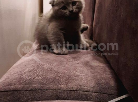 British Shorthair Ve Scotish Yavrular görsel