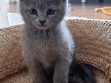 British Shorthair Ve Scotish Yavrular