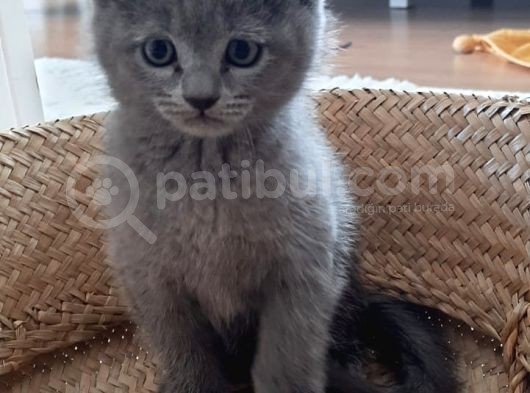 British Shorthair Ve Scotish Yavrular görsel
