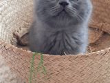 British Shorthair Ve Scotish Yavrular