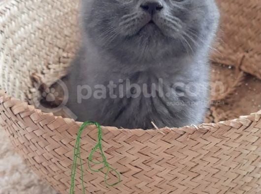 British Shorthair Ve Scotish Yavrular görsel