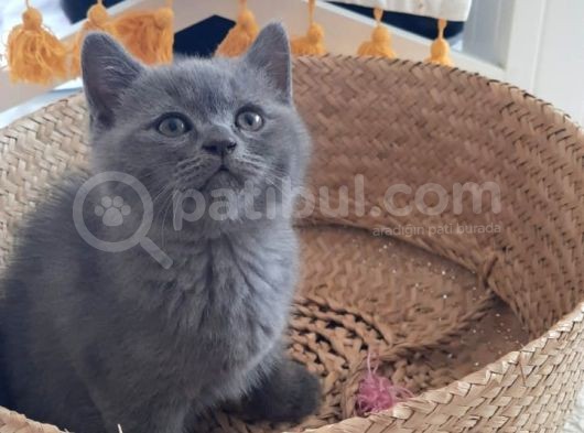 British Shorthair Ve Scotish Yavrular