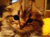 Saf Kan Scottish Fold Long Hair Orijinal Yavrular