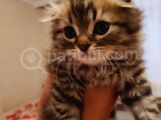 Saf Kan Scottish Fold Long Hair Orijinal Yavrular