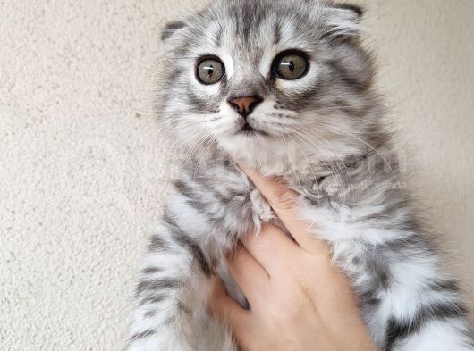 Saf Kan Scottish Fold Long Hair Orijinal Yavrular görsel