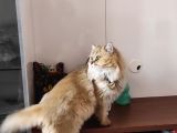 Akıllı British Longhair Karamel