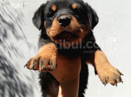 Rottweiler Yavrularım Bundan Ötesi Bilim Kurgu görsel