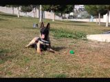 Sağlam Kan Anne Baba Malinois Yavruları