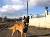 Sağlam Kan Anne Baba Malinois Yavruları